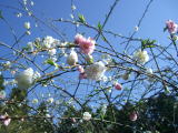 春に咲く白とピンクの花